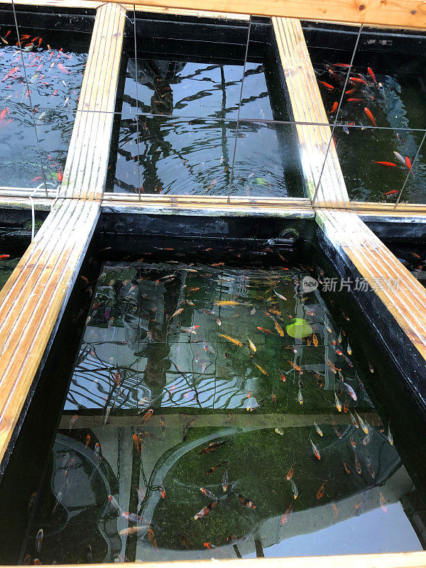 在花园池塘和冷水水族馆的宠物店中，雨下的金鱼池、水池/缸中有小鱼，例如健康活泼的金鱼、锦鲤和小鲤鱼等